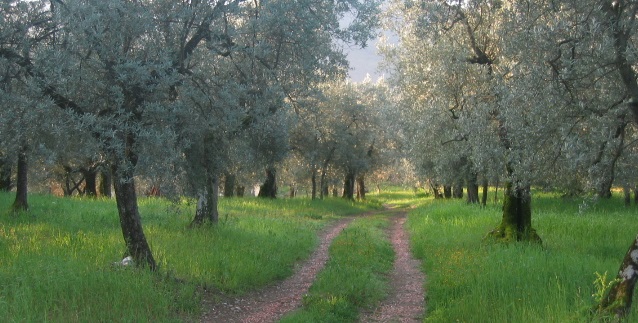 Bagno a Ripoli uliveto